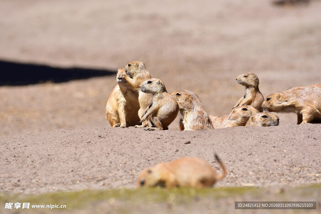 草原上的可爱群居地松鼠