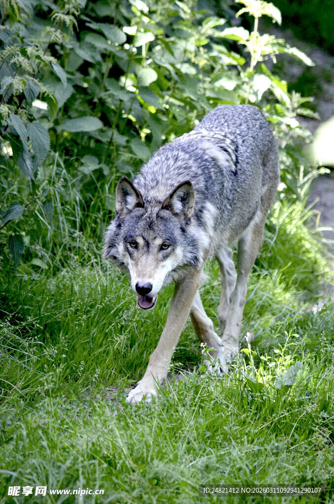 草原上独行的灰狼