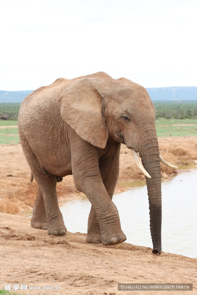 大象于水边行走