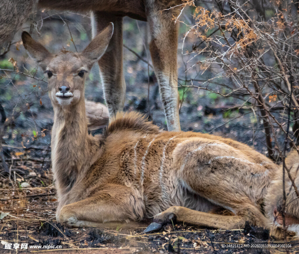 卧地休憩的小鹿