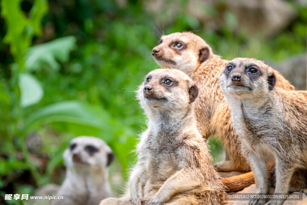 一群狐獴好奇张望