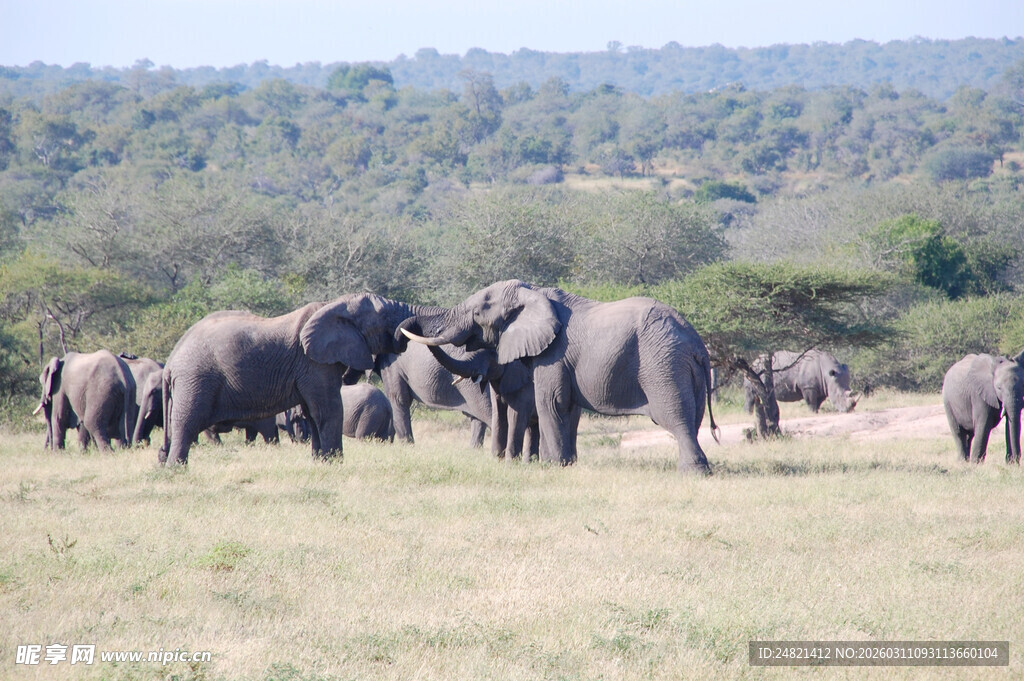 草原上的大象群