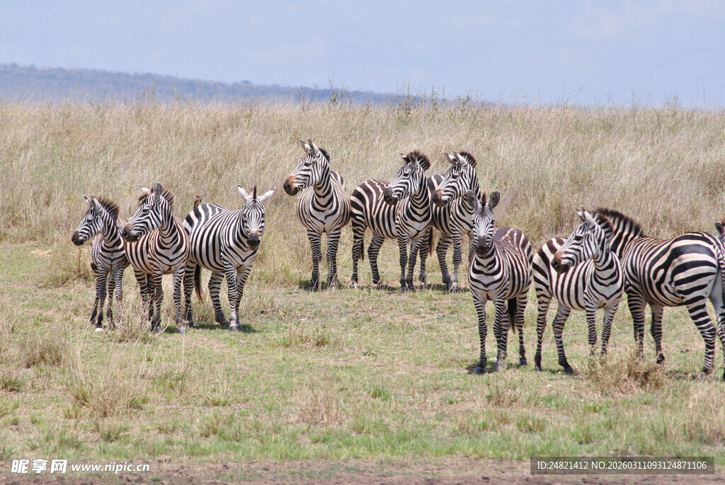 草原上的斑马群