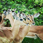 一群羚羊于绿植间张望