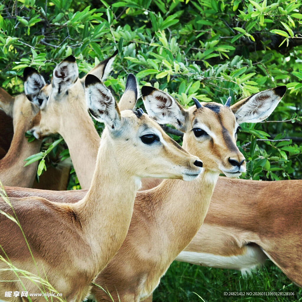 一群羚羊于绿植间张望