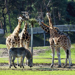 草原上的长颈鹿与斑马