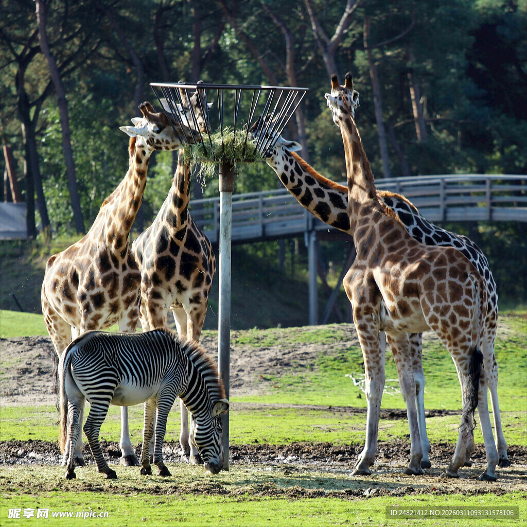 草原上的长颈鹿与斑马