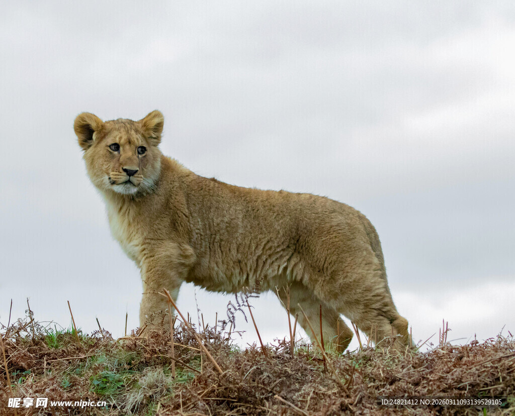 草原上的小狮子