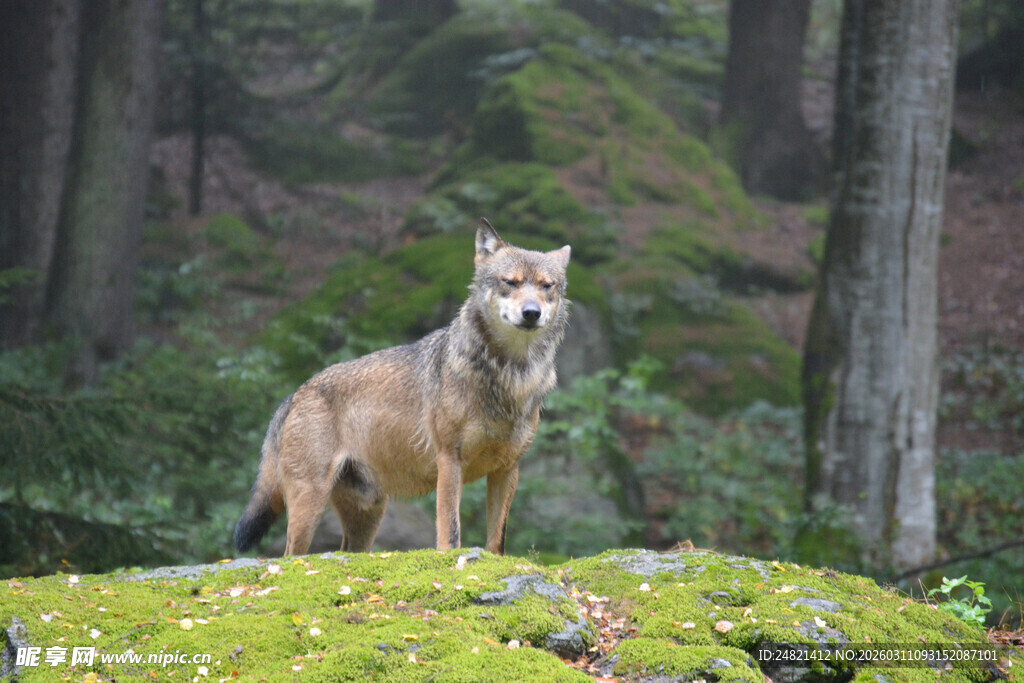 森林中站立的灰狼