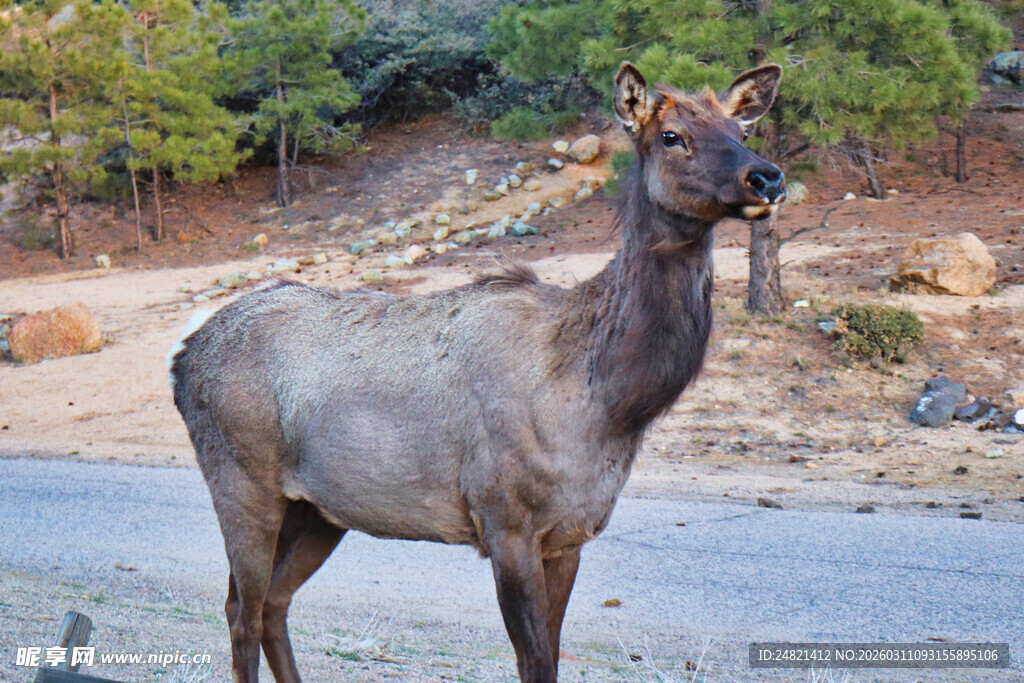 路边站立的健壮麋鹿