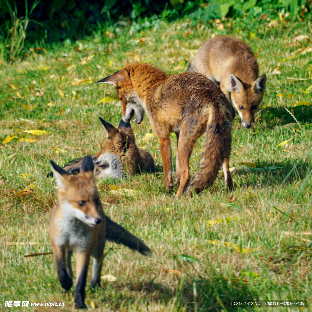 草地上嬉戏的几只小狐狸