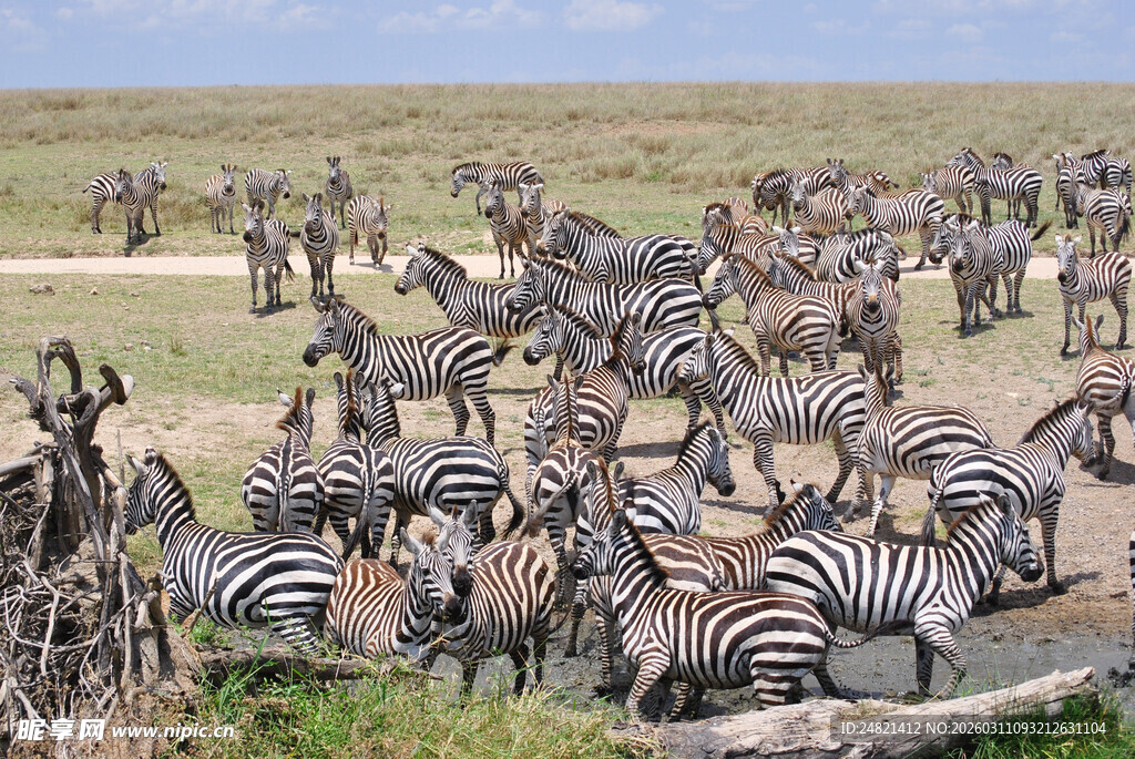 草原上成群斑马聚集饮水