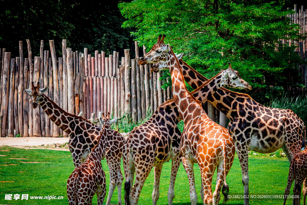 草地上的长颈鹿群