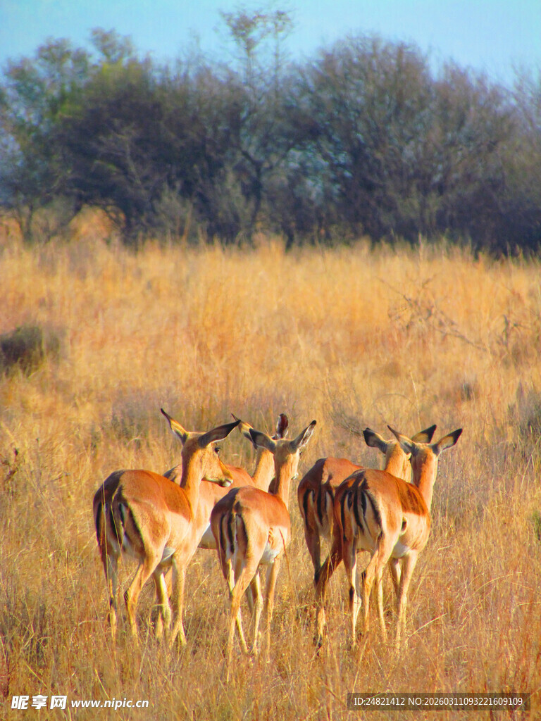 草原上的羚羊群