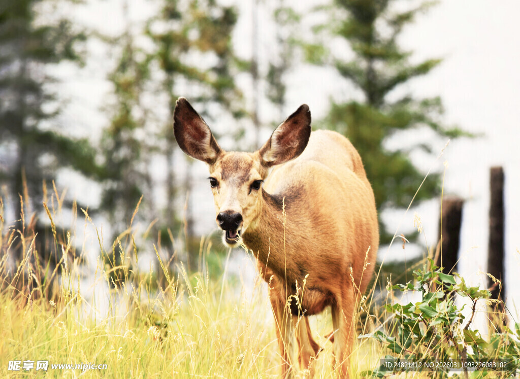 草原上的野生小鹿