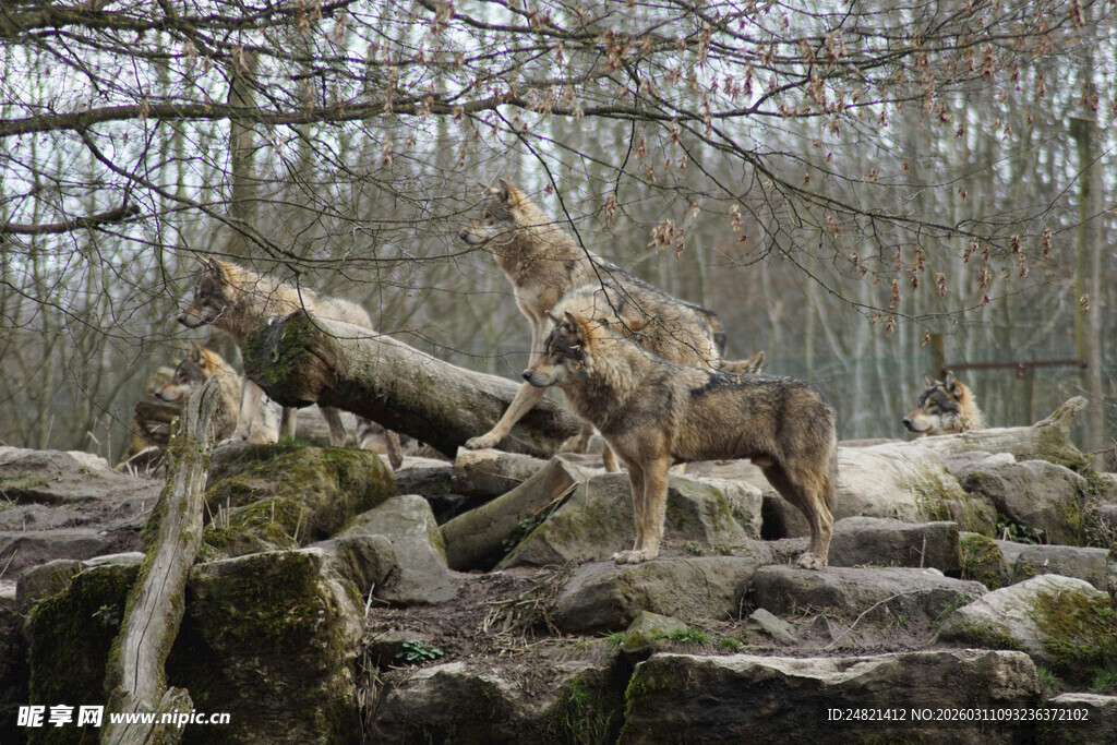 森林中倒下的树木与石块