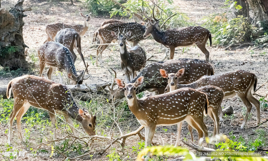 草原上的鹿群与觅食场景