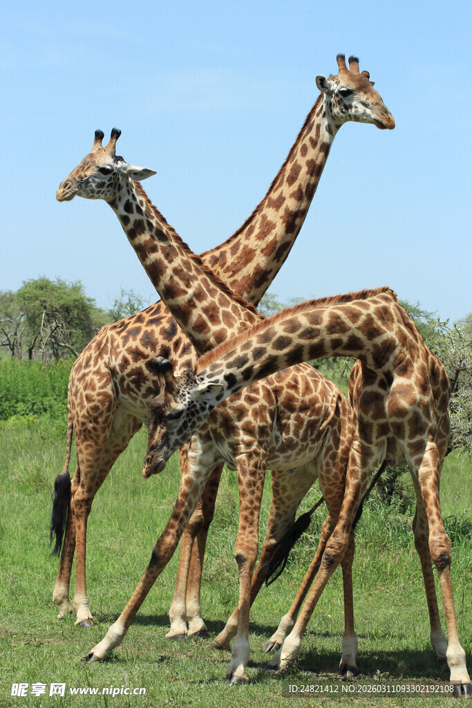 草原上的长颈鹿群