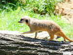 行走在树干上的猫鼬