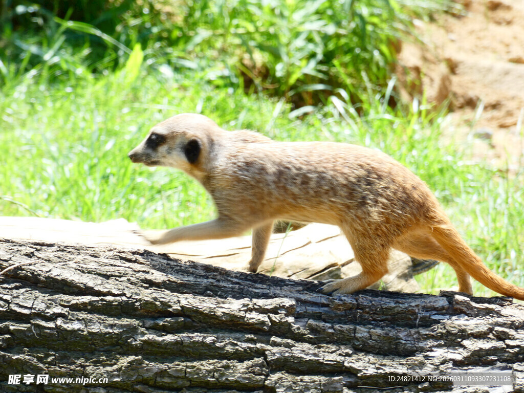 行走在树干上的猫鼬