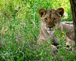 草丛中的小狮子