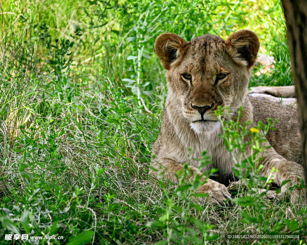 草丛中的小狮子