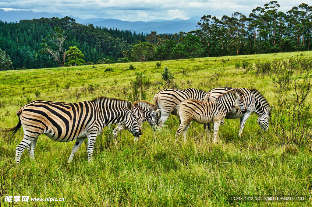 草原上的斑马群