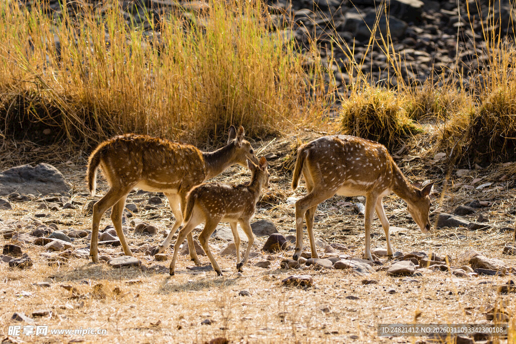 野外觅食的几只羚羊