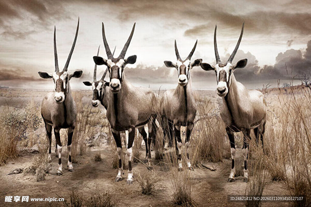 草原上的长角羚羊群