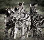 草原上的斑马群