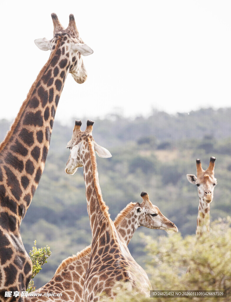 草原上的长颈鹿家族