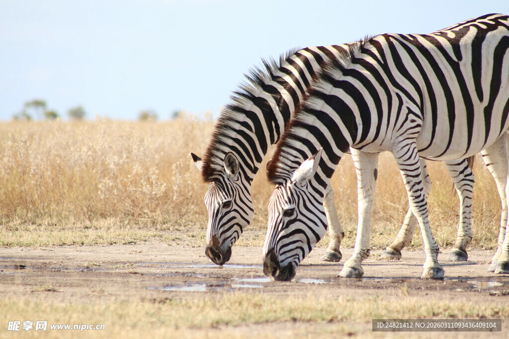 草原上低头进食的斑马