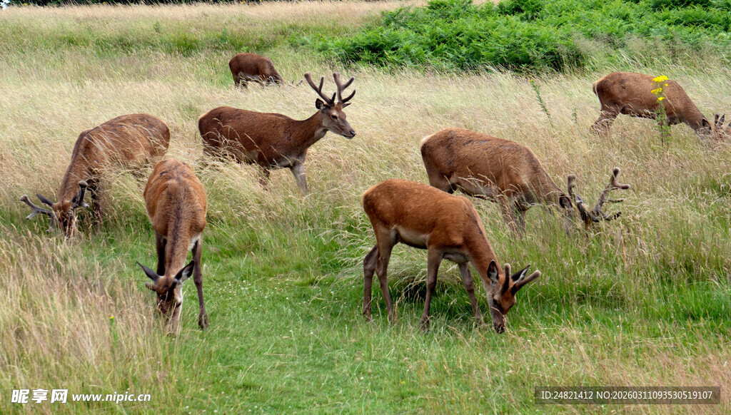 草原上的鹿群悠然觅食
