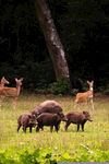 林间野猪与鹿和谐共处