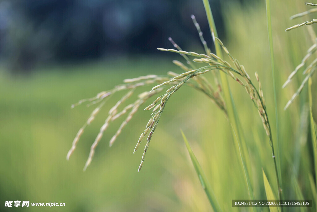 稻穗在田野中摇曳