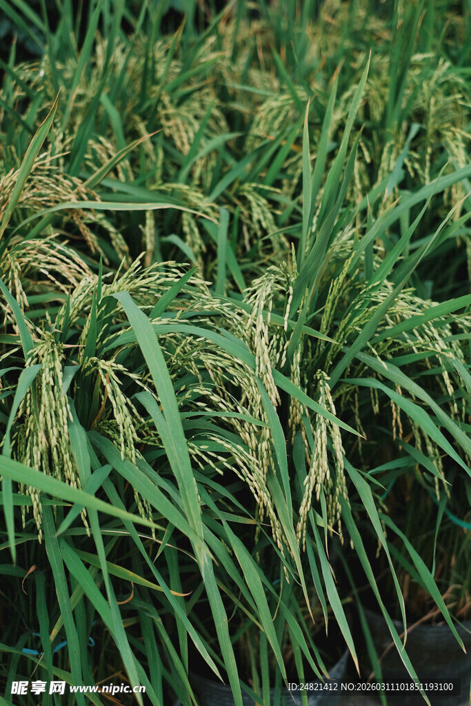 金黄稻田中的翠绿稻穗
