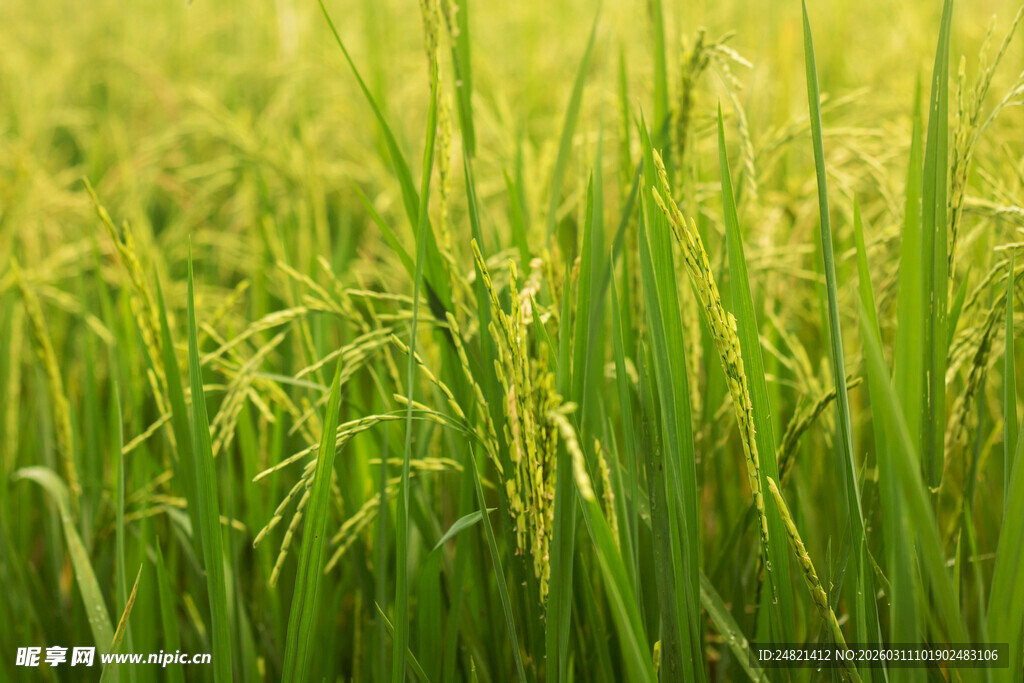 阳光下的翠绿稻田