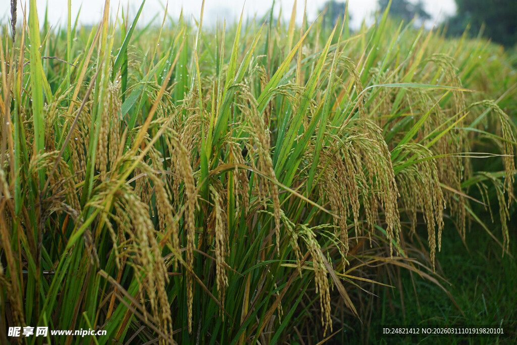金黄饱满的成熟稻田