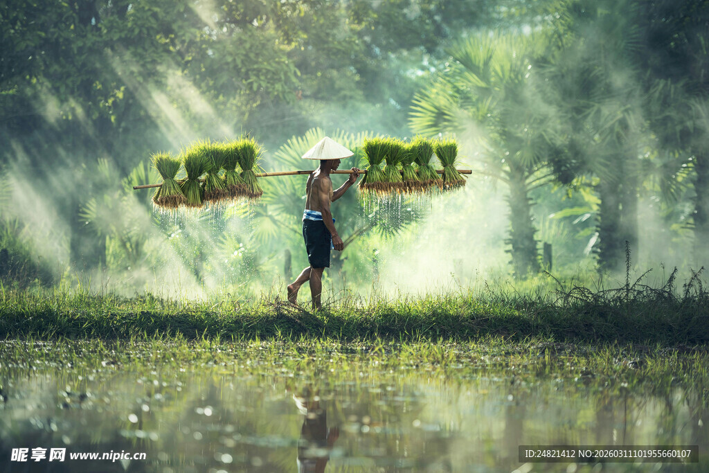 稻田中挑担的辛勤农者