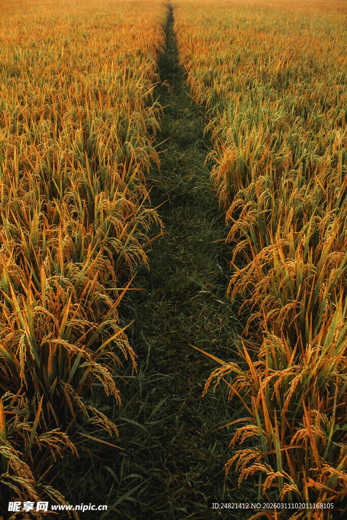 金色麦田中的蜿蜒小径