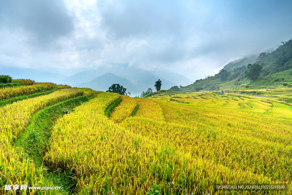 金黄梯田美景