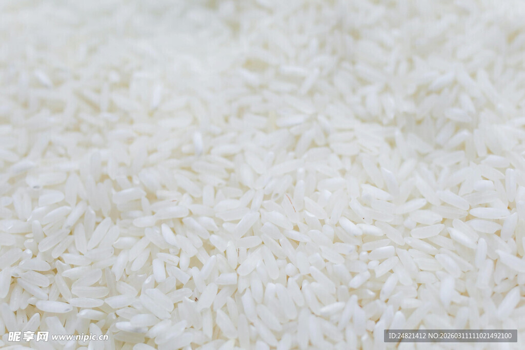 优质长粒香大米特写