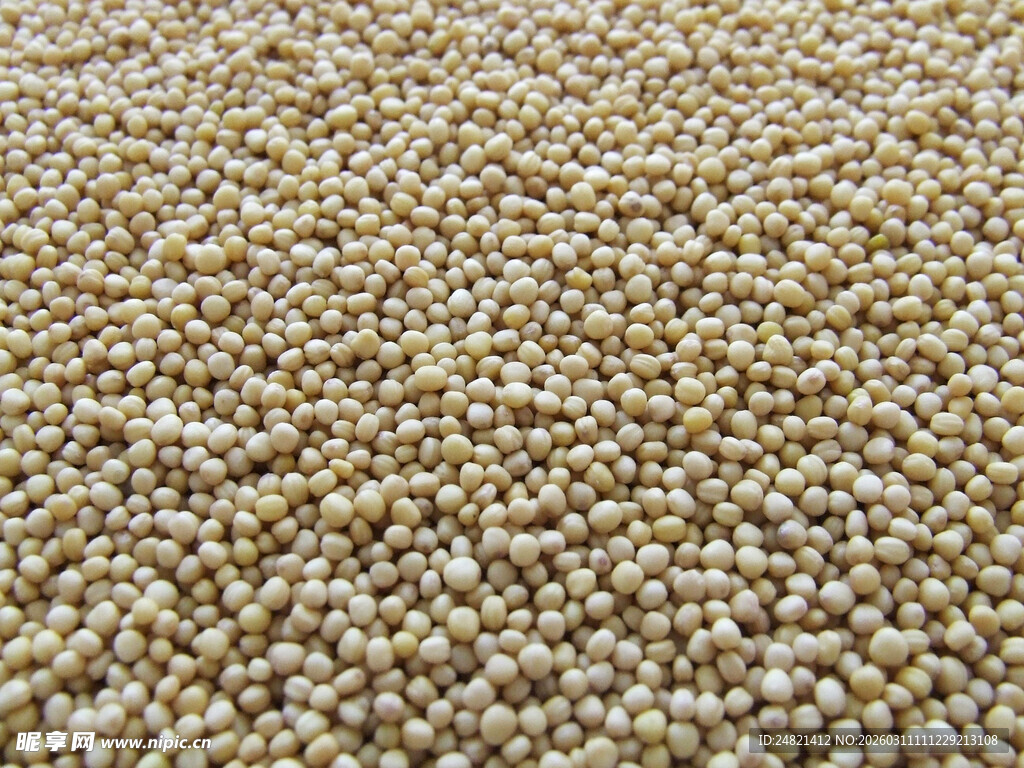 饱满白藜麦颗粒特写