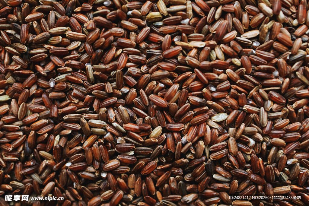 饱满谷物种子特写