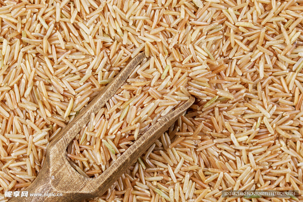 木铲中的金黄稻谷