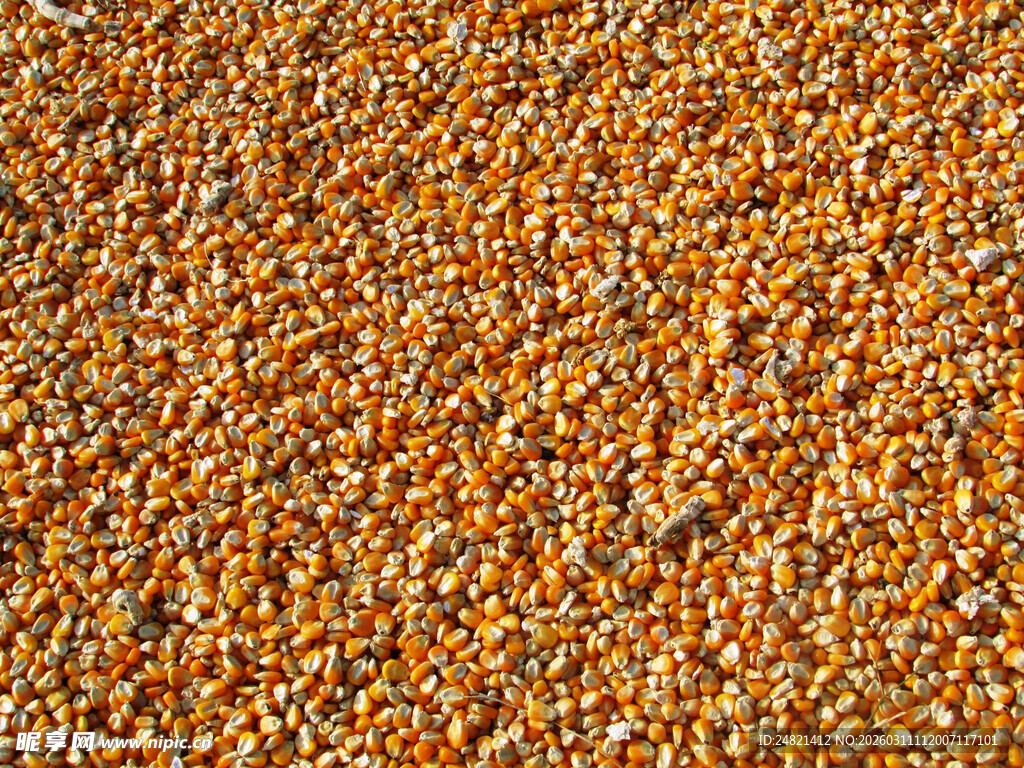饱满谷物颗粒特写