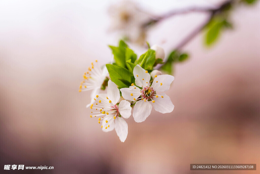 枝头绽放的洁白春花