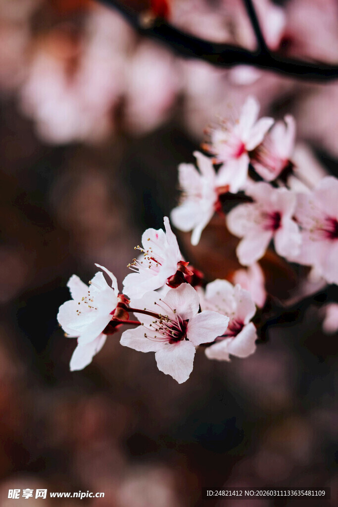 枝头绽放的粉嫩桃花