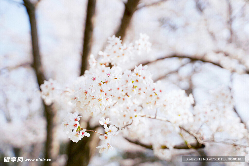 春日绽放的美丽白色樱花