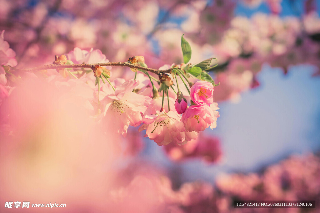 春日烂漫樱花枝头绽放